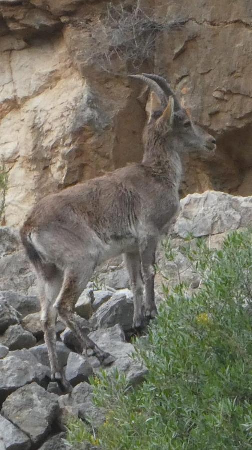 La Rueda Apartamentos Rurales Chulilla Εξωτερικό φωτογραφία